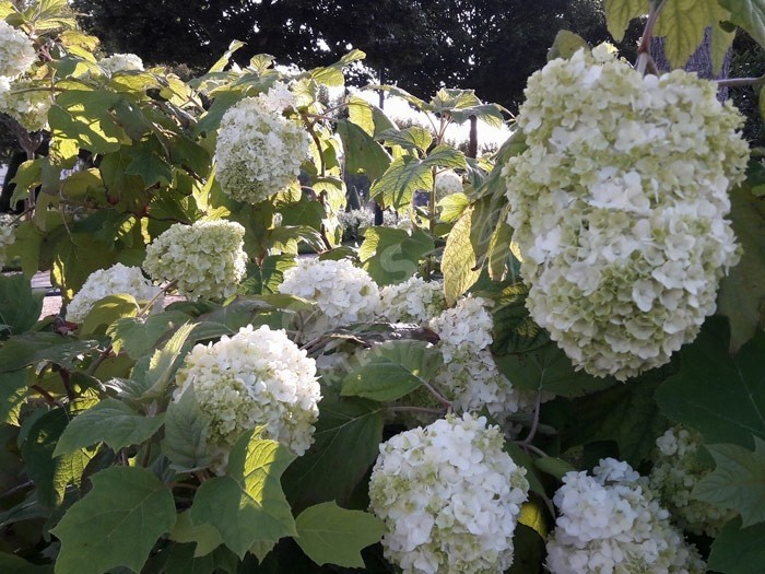 HYDRANGEA quercifolia Harmony en fleurs 