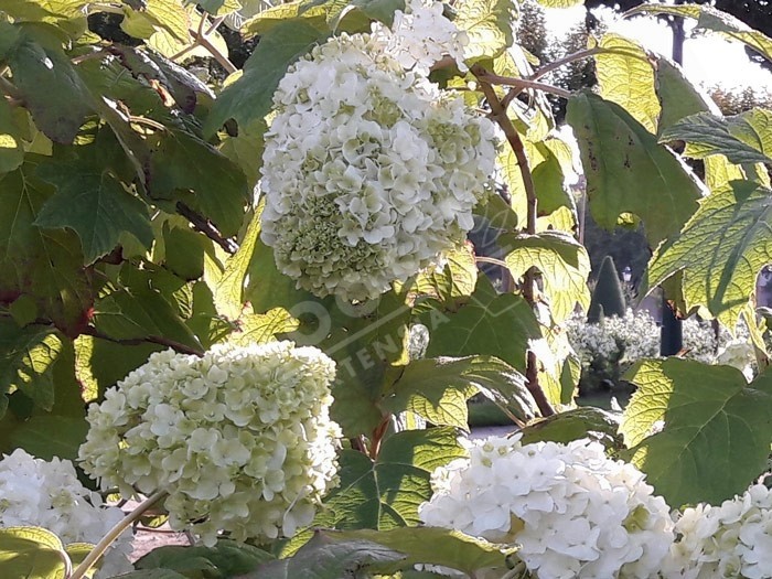HYDRANGEA quercifolia Harmony en fleurs 