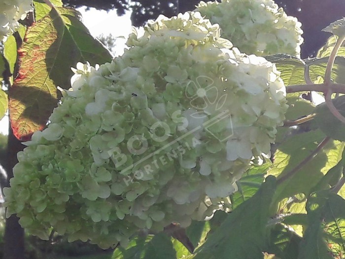 HYDRANGEA quercifolia Harmony en fleurs 