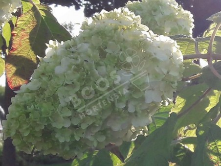 HYDRANGEA quercifolia Harmony en fleurs 
