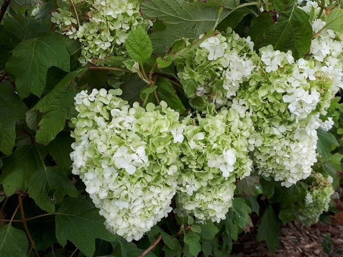 HYDRANGEA quercifolia Harmony en fleurs 