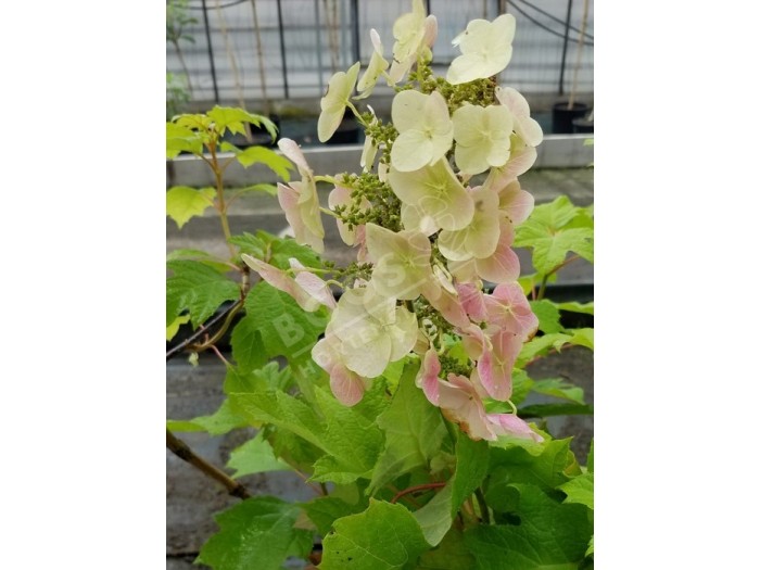 HYDRANGEA quercifolia Munchkin