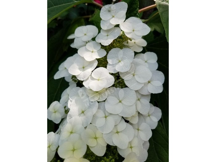 HYDRANGEA quercifolia SNOW WORLD® 'JPD06'