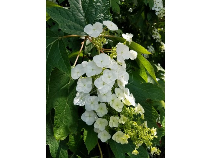 HYDRANGEA quercifolia SNOW WORLD® 'JPD06'