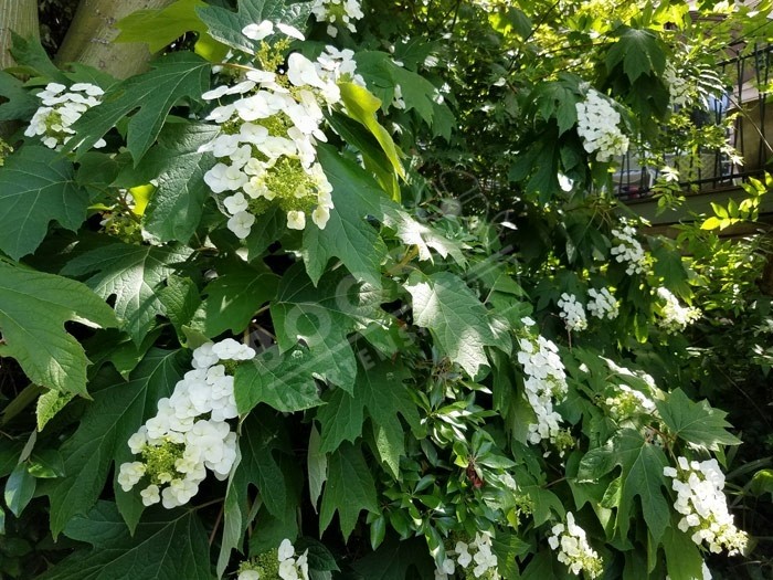 HYDRANGEA quercifolia SNOW WORLD® 'JPD06'