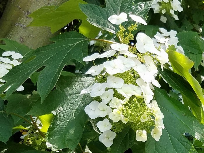 HYDRANGEA quercifolia SNOW WORLD® 'JPD06'