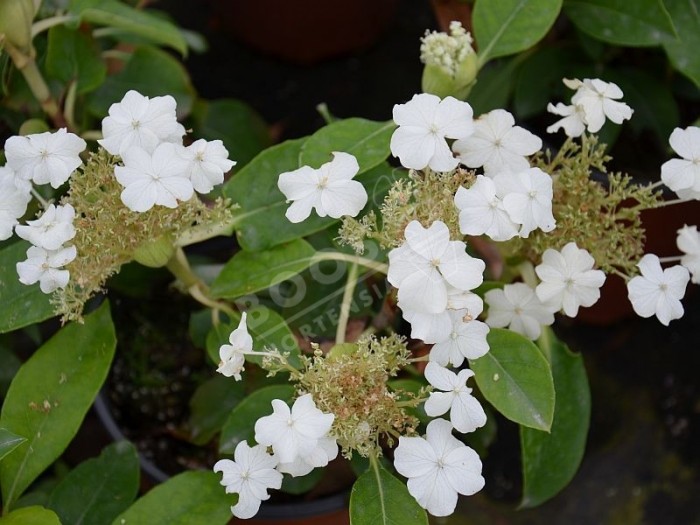 Hydrangea seemanii
