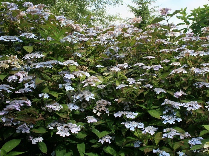 hortensia blue deckle en fleurs au jardin