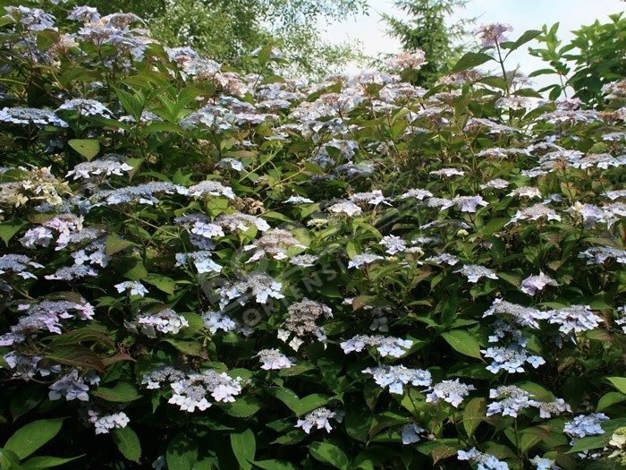 hortensia blue deckle en fleurs au jardin