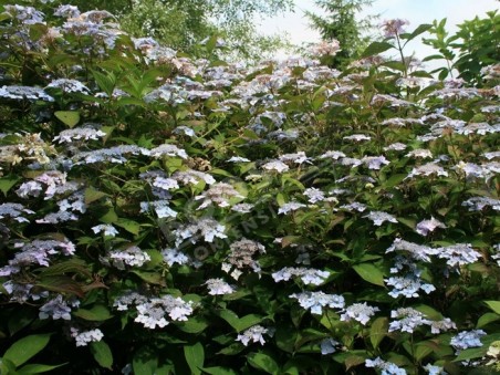 hortensia blue deckle en fleurs au jardin