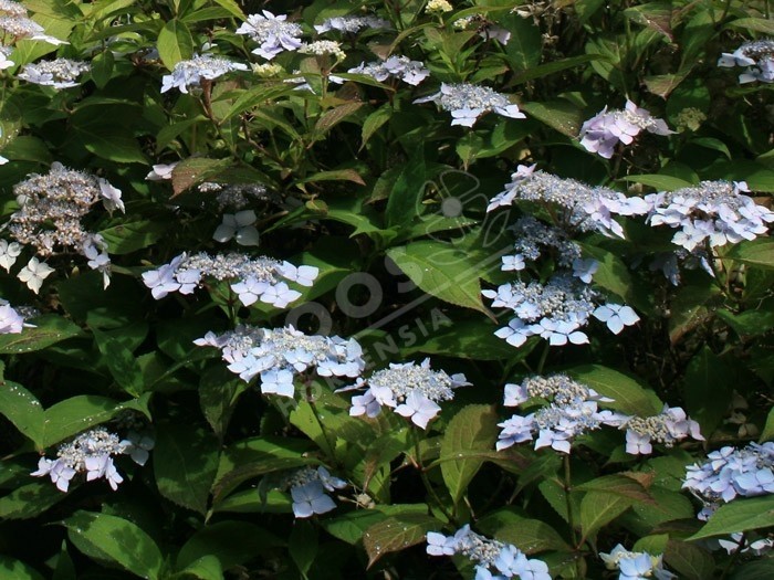 hortensia blue deckle en fleurs au jardin