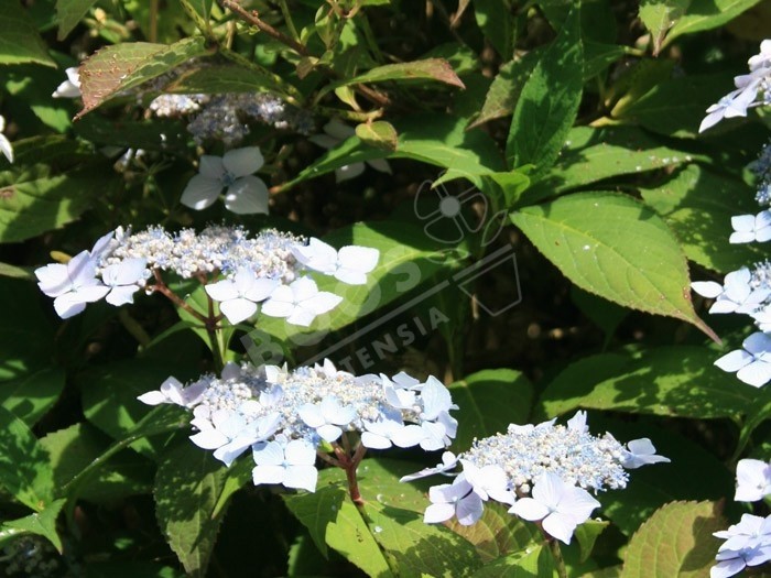 hortensia blue deckle en fleurs au jardin