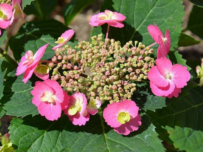 hortensia cotton candy en fleurs