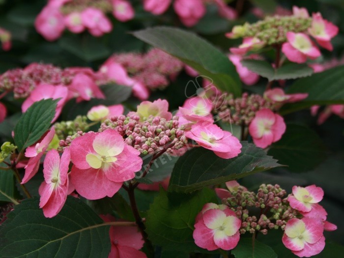 hortensia cotton candy en fleurs