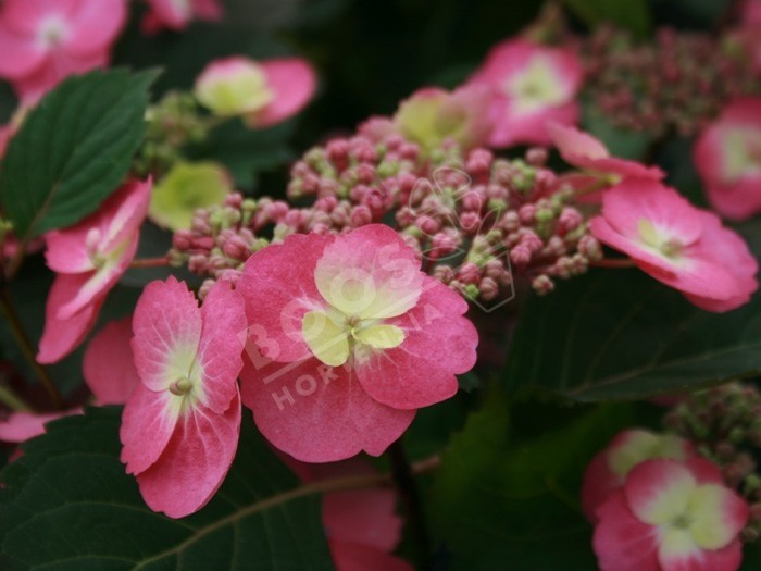 hortensia cotton candy en fleurs