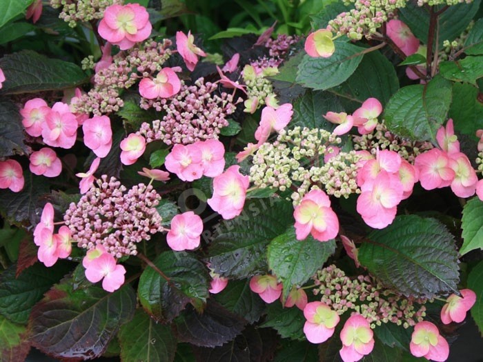 massif hortensia cotton candy 