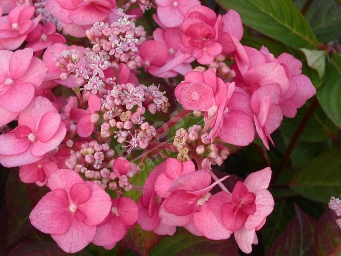 hortensia santiago en fleurs