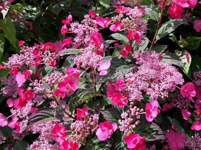 massif hortensia santiago en fleurs