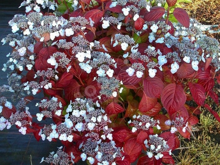 Hortensia serrata 'Shojo' fleurs bleues