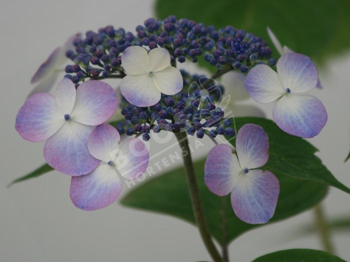 Hortensia serrata 'Shojo' fleurs bleues