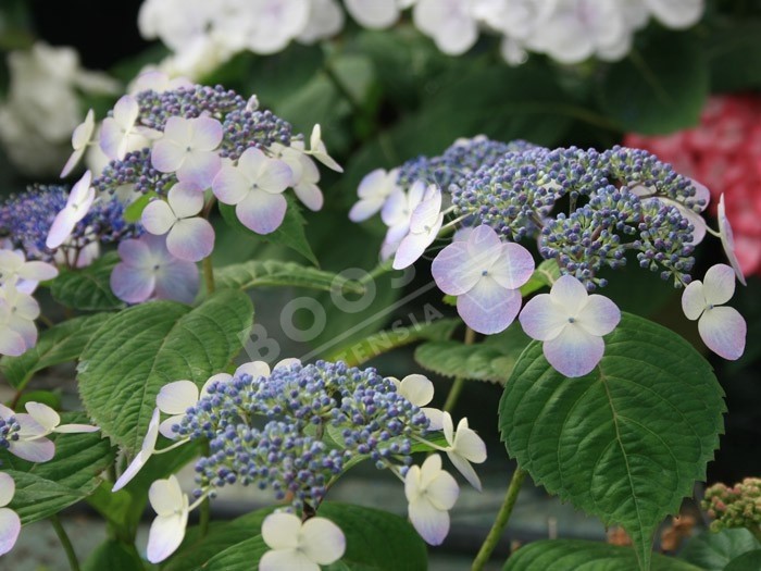 Hortensia serrata 'Shojo' fleurs bleues