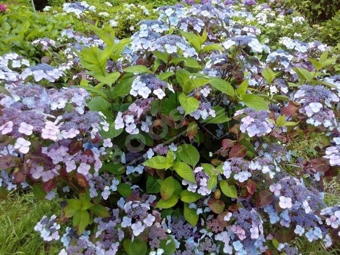 Hortensia serrata 'Shojo' fleurs bleues