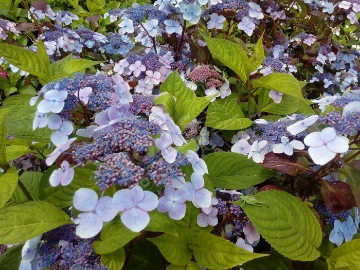 Hortensia serrata 'Shojo' fleurs bleues