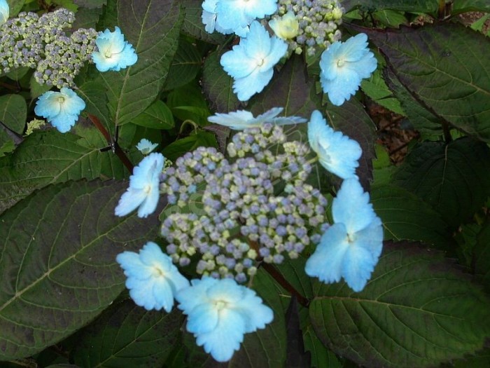 fleur d'Hydrangea serrata Yezoensis