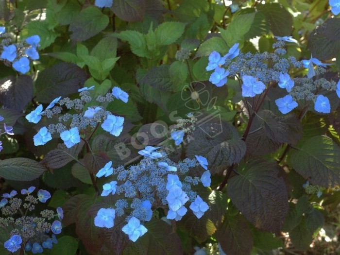 Hydrangea serrata Yezoensis dans le jardin à Shamrock