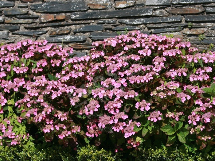 massif d'hortensia variété Santiago dans la cour du Chateau d'Angers