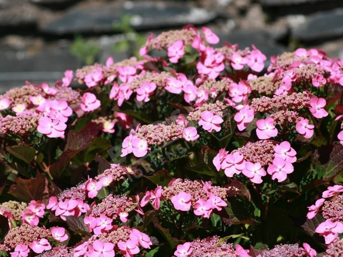 hortensia Santiago en fleurs