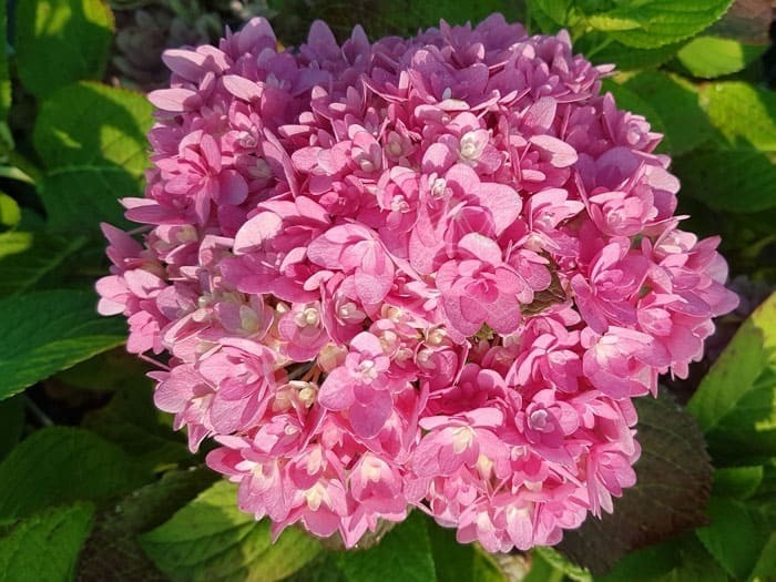 Hortensia Stellar® cultivé en rose
