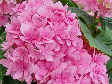 fleurs d'hortensia Stellar PInk