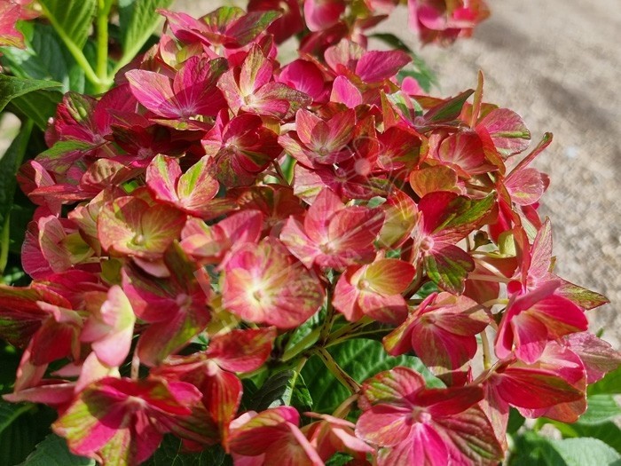 Hydrangea macrophylla Chocolate EVER BELLES® 'Hokomachoko'