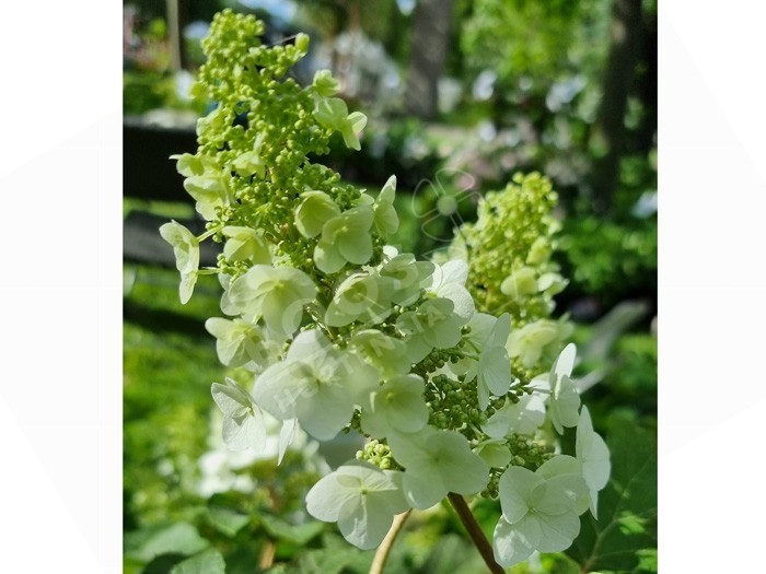 HYDRANGEA quercifolia Munchkin