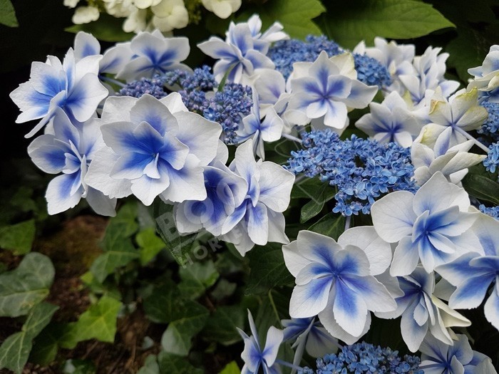 HORTENSIA Star Gazer® en bleu