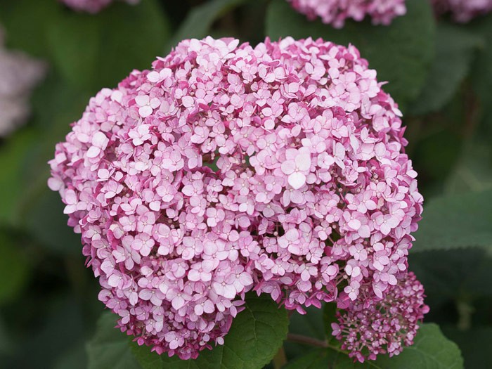 HYDRANGEA arborescens Sweet Annabelle ® 'Ncha4'