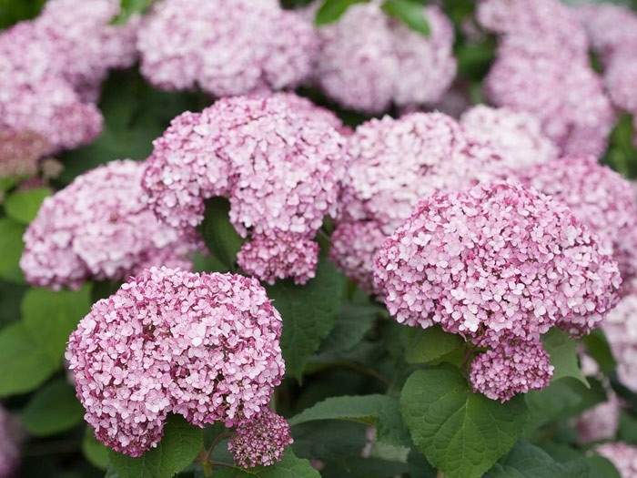 HYDRANGEA arborescens Sweet Annabelle ® 'Ncha4'