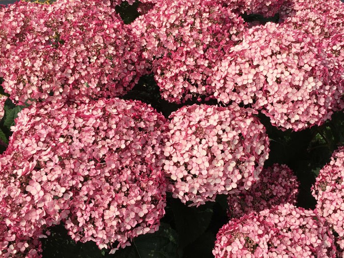 HYDRANGEA arborescens Sweet Annabelle ® 'Ncha4'