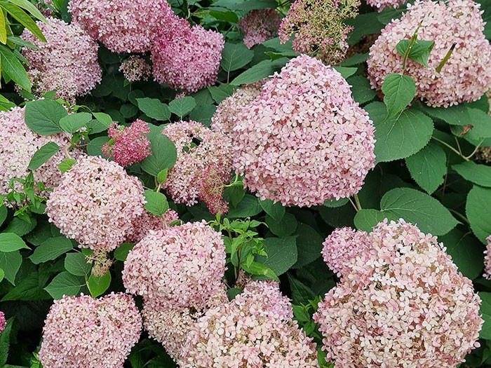 HYDRANGEA arborescens Sweet Annabelle ® 'Ncha4'