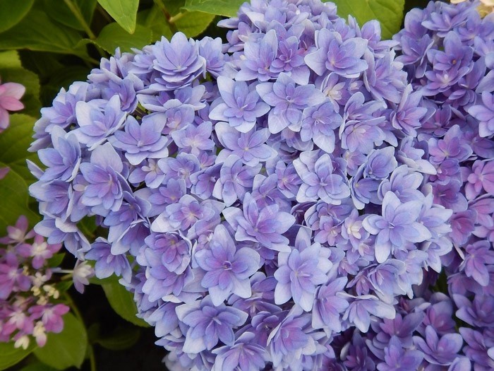 Hortensia Stellar® cultivé en bleu