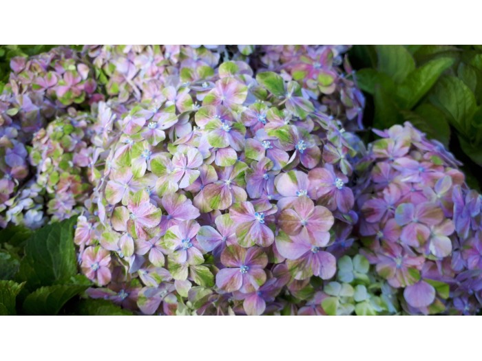 Hydrangea macrophylla HORTENSIA Valvert - Nouveauté