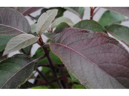 Hydrangea aspera Hortensia HYDREAM CHOCOLATE, feuillage aux couleurs chocolat plus particulierement sur le revers