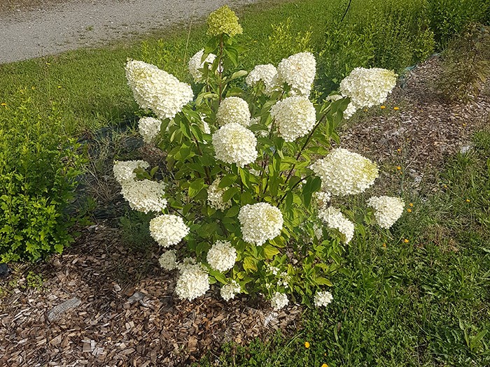 HYDRANGEA paniculata 'Pépite d'Automne' forme de la plante