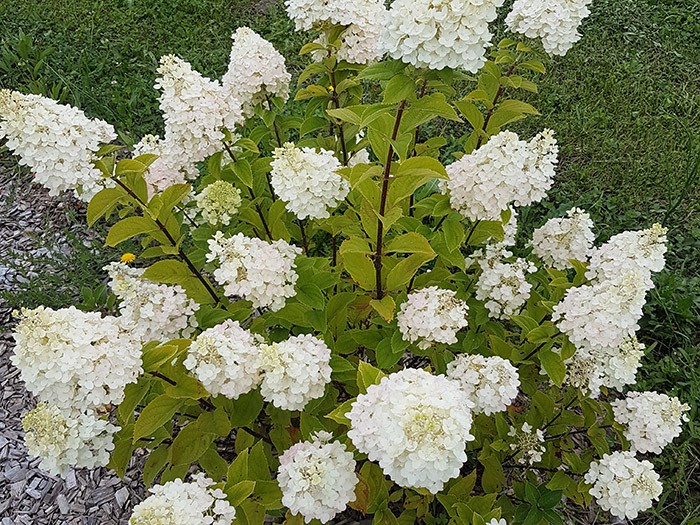 HYDRANGEA paniculata 'Pépite d'Automne' en fleurs