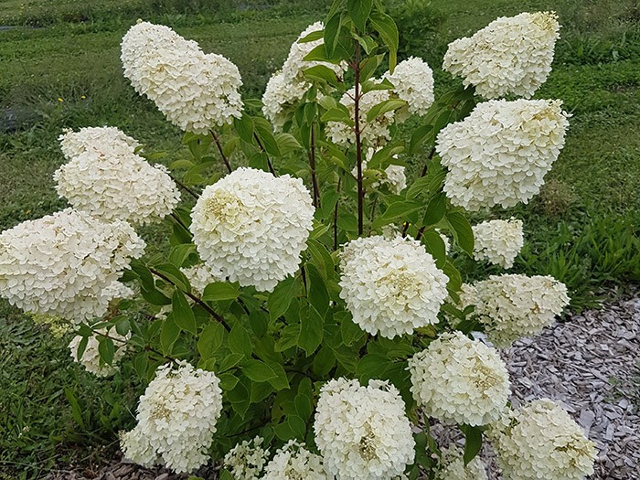 HYDRANGEA paniculata 'Pépite d'Automne' variété avec grosses fleurs blanches