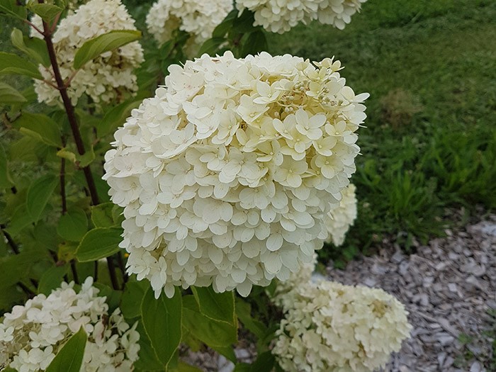 Gros plan de la fleur HYDRANGEA paniculata 'Pépite d'Automne'