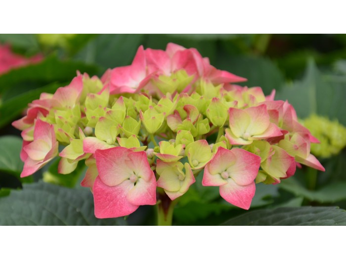 Hortensia Hydrangea macrophylla Leuchtfeuer