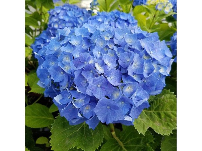 HORTENSIA Bela ®