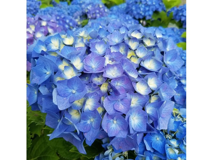 HORTENSIA Bela ®